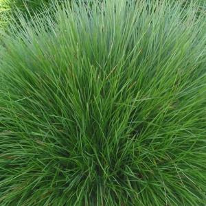 Festuca rubra commutata